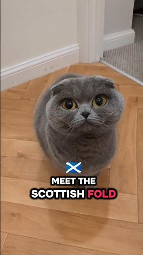 The Cat With Ears That Fold – Meet the Scottish Fold!