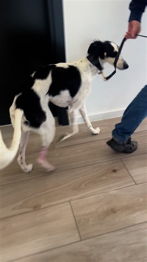 Elizavet | Independent Veterinary Clinic on Instagram: "🐾 Digit fractures in dogs can be treated in two ways: 👉 Splint bandages (4 weeks, changed every 5 days) 👉 Surgery (fast, stable & effective) See how surgical repair gets dogs back on their paws much faster 🐶✨ #VeterinarySurgery #DogCare #FractureRepair #FastRecovery"