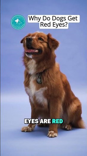 Red eyes in dogs can signal allergies, irritation, or infection. Learn when it’s serious needs care.