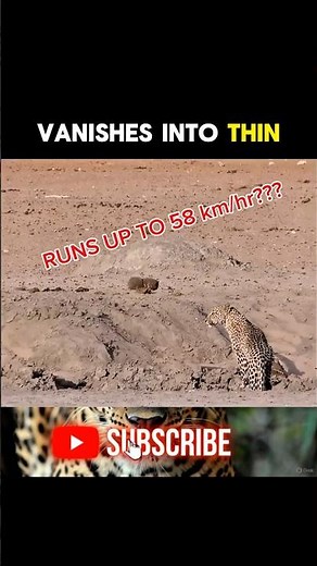 FACT: BURST SPEED FOR LEOPARD!