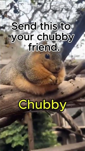Send this to your chubby friend 🐿️😂 #shorts #funnyanimals
