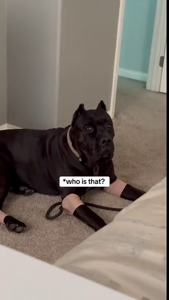 Dog is astonished seeing himself on TV