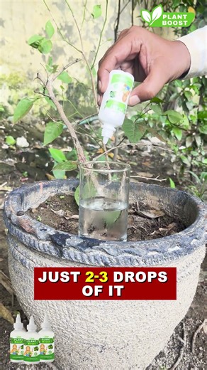 Watch What Happens After Using PlantBoost for 10 Days! 😳#farming #vegetables #plants #fruit