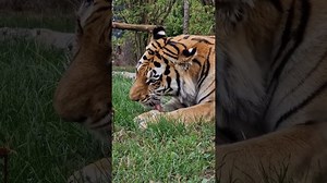 The largest big cat shows power and grace effortlessly