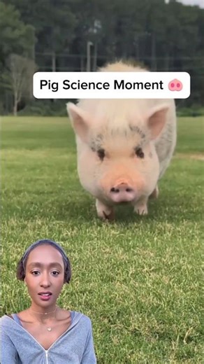 Pig Science 🐽🤯