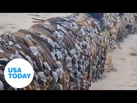 Unusual sea creatures give log an alien appearance | USA TODAY