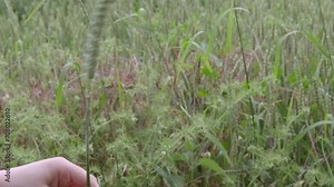 child holding green ear of corn on field, concept of future harvest, bread production, Childhood Explorations, grain trading, yield and grain quality of winter and spring wheat