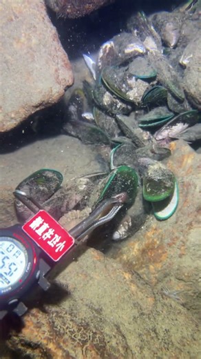 #scubadiving #beach #fishing #fishing #eel #crab #deepsea