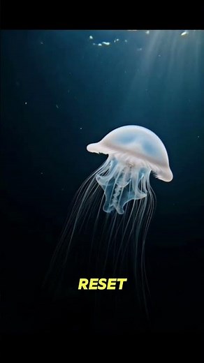life cycle of a jellyfish 🪼 #sciencefacts #facts #braintrippin #brainzap