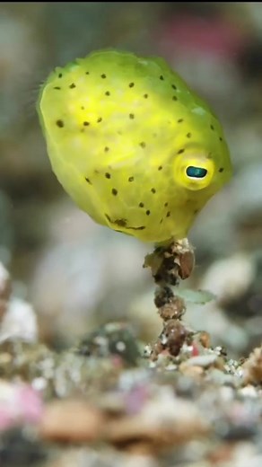 101K views · 624 reactions | The yellow boxfish, sometimes referred to as the ocean equivalent of a skunk, releases deadly toxins when bothered. However, if you’re simply observing they have very peaceful demeanors. ️ by @undersea_gameqmi taken in Lambeh Indonesia #seaspiracy #wildlife #scubadiving #diving #indonesia #boxfish #marinewildlife #fish #reef #ocean #conservation #nature #freedive | Seaspiracy | Facebook