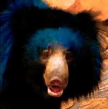 Sloth Bear Burp 🐻 🔊