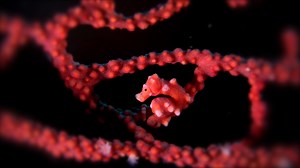 Underwater Video - Ocean World - Underwater Relaxation Experience filmed in the Red Sea, Pacific and Indian Ocean