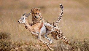 9.4K views · 212 reactions | Run For Survival - Amazing Springborn Impala Jump and Run As The Wind To Escape From Cheetah Hunting | Wild Animal World | Facebook