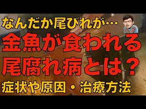 金魚の尾びれがどんどんなくなっていく尾腐れ病の原因や症状、治療方法について紹介します