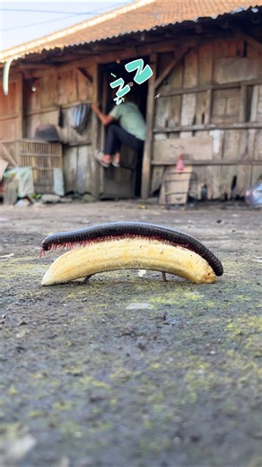Sleeping and dreaming at the doorway while waiting for the millipede to approach this banana