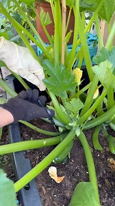 Trimming again my giant zucchini plants a few of the lower leaves 🍃 #pruning #plantcare #zuchinni #ContainerGardening | Che Thompson