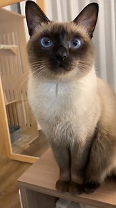 Siamese cats are all about cuteness 😻 Big blue eyes, sweet meows, and human-like behavior—they're absolutely adorable! 💙🐾 #Siamese_Cute #CatLove #Siamese_Cat #CuteCat #AdorablePets | Siamese Cat Lovers