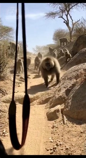 The troop locks the trail—then the leader locks eyes. 🐒🌋 He barks, lunges, and CHARGES down the hill! 🦍💨 You feel the violent tug on your strap—pure, raw panic. 🎒⚡️ Teeth bared, muscles rippling. 🦷🧤 No more warnings. Would you drop the bag or hold on? 🎒🏃‍♂️❓ #Baboon #WildlifeEncounter #Safari #Adrenaline #Outdoors | Wild Animal Encounters