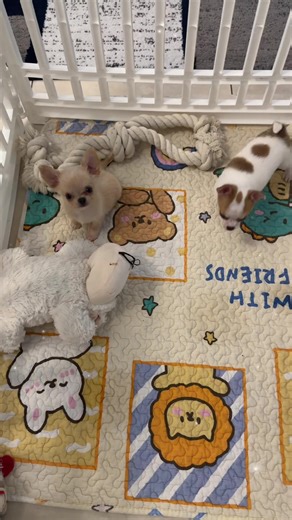 Adorable Teacup Chihuahua Puppies for Adoption