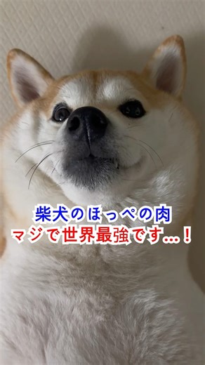 柴犬のほっぺの肉、マジで世界最強です…！