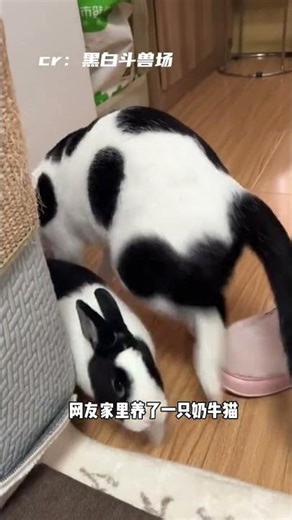 The Cow Rabbit: A Revolutionary Pet for Cat Lovers