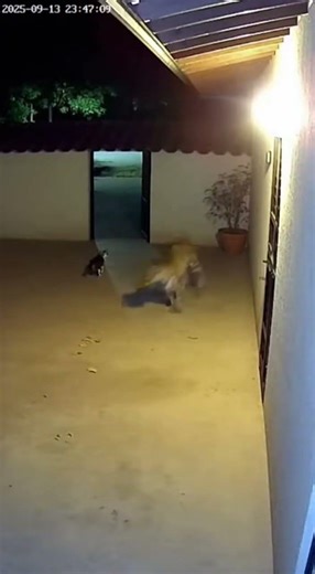 Jaguar Runs Away After Small Cat Charges #backflip #wildlife #animals #funny #cat
