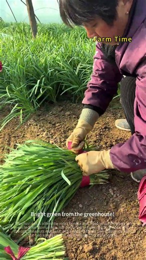First Harvest of Greenhouse Chives, Fresh and Tender 🌿