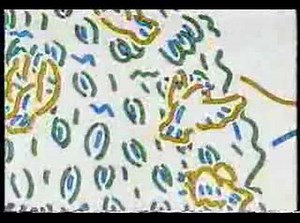 CM 国鉄からJRへ（JR東海）