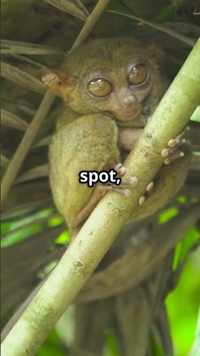 Meet The Aye- Aye: Nature’s Quirkiest Creature‼️