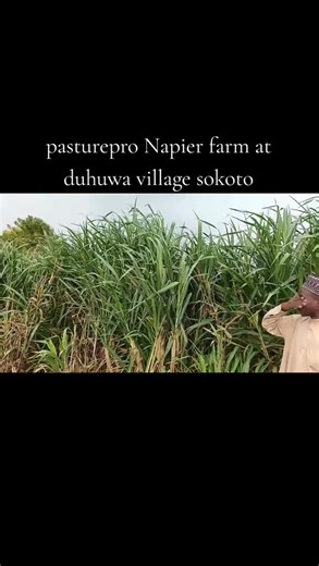 Today, we visited our vibrant 4-hectare Super Napier grass farm in Duhuwa Village, Sokoto South—and it was a breathtaking sight! 💚✨ This fast-growing, nutrient-rich Super Napier grass, established by us, is flourishing beautifully and driving our mission to achieve: ✅ Feed Security for livestock farmers ✅ Reduced Feed Costs for sustainable farming ✅ Year-round Forage Supply for thriving herds 🐐🐄 From planting to management, is bridging the livestock feed gap and powering a forage revolution a