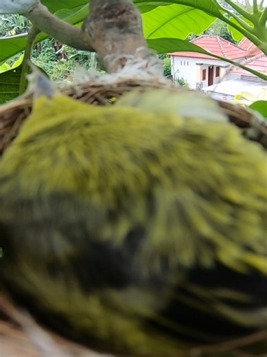 Panen Sarang Burung: Rahasia Keberhasilan dan Ciri-cirinya