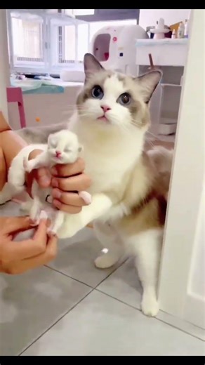 "Cutest Baby Kittens Ever 😻✨ (Cuteness Overload!)"#shorts #cat #cute #kitten