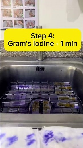Gram Stain Technique Made Easy! | Microbiology Practical Demo