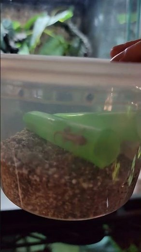 99 days of incubation, baby Mourning Gecko finally hatched