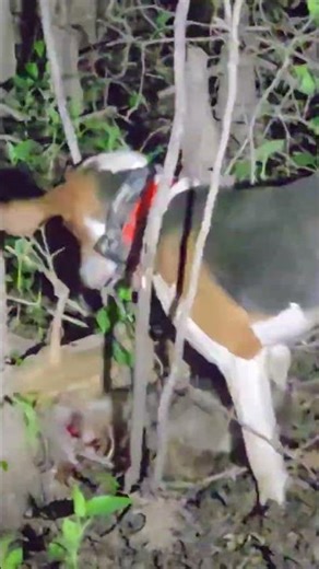 Coon Hunting ! #arkansas #coonhunting #coonhound #outdooradventure #hunting