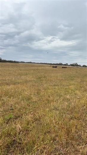 Why do we clean out ditches? It defines the jumping effort and test the course designer is asking. | Milang Horse Trials