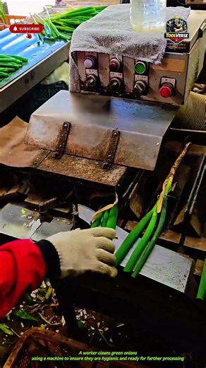 Cleaning Green Onions Using a Vegetable Processing Machine #factorywork