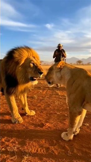 Lion vs Lioness | When Power Meets Instinct 🦁