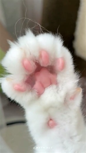Identify Your Cat's Personality by its paws 🐾