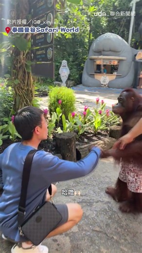 【突然變戀綜】動物園上演《換乘戀愛》和「猩」女友牽手卻秒被甩｜紅毛猩猩｜女友｜情侶｜搞笑