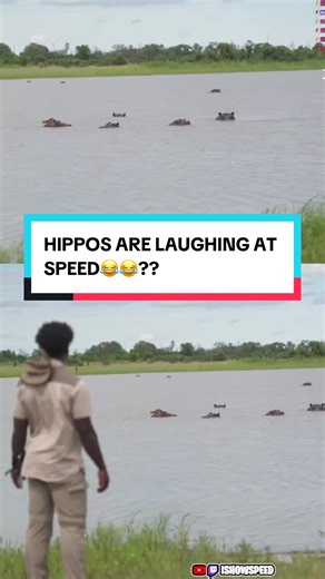 Hippos Laughing at Speed in Botswana Video Clip