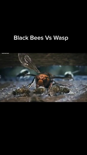 Bee vs Wasp: The Ultimate Showdown