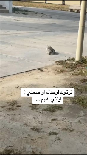 قطط للتبني في الشرقيه - روح لطيفه حنونه