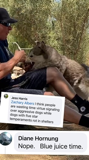 K9 Intuition on Instagram: "They said put her down. They called her dangerous, hopeless, broken. But we saw a dog who just needed direction. This is rehabilitation. This is humanity. This is what we do at K9 Intuition — turning fear into trust, chaos into calm, and giving life back to dogs everyone else gave up on. K9 Intuition — Real Training. Real Results. 📍 Acton, CA | 🐾 Board & Train • Rehabilitation • Behavior Modification 📞 (626) 945-5875 🌐 www.k9intuition.com”**"