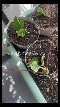 いちご栽培7月 ランナーから苗とり #家庭菜園