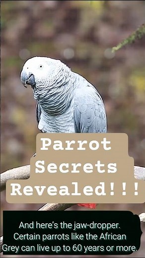 Amazing Parrot Facts That Will Blow Your Mind