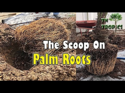 The Scoop on Palm Tree Roots