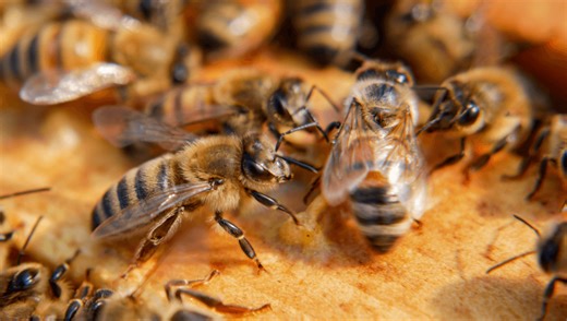 Scientists Discover Bees Don’t “Dance Like No One’s Watching” – They Cater Their Moves To Their Audience