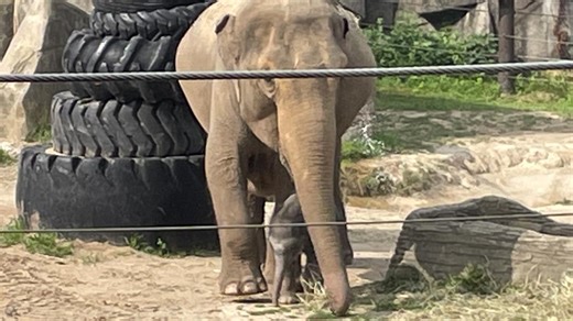 Columbus Zoo’s elephant calf makes public debut