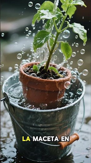 🪴 Cómo hacer que tu planta reviva después de perder hojas